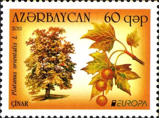 Europa - Elm (Ulmus Densa)