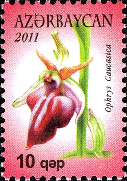 Ophrys sphegodes subsp.mammosa (syn.Ophrys caucasica)