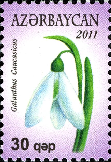 Galanthus Caucasicus