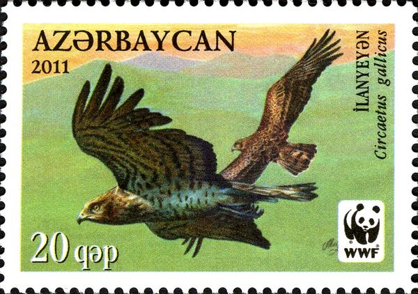 Short-toed Snake Eagle (Circaetus gallicus)