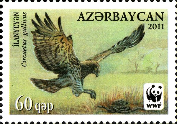 Short-toed Snake Eagle (Circaetus gallicus)