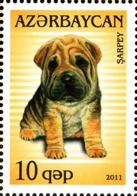 Labrador (Canis lupus familiaris)