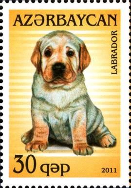 Chow Chow (Canis lupus familiaris)