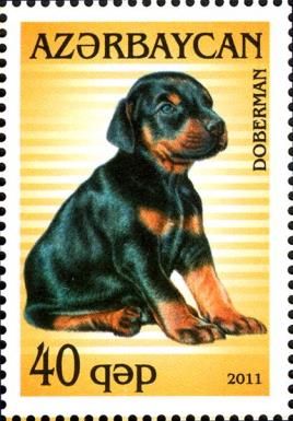 German Shepherd (Canis lupus familiaris)