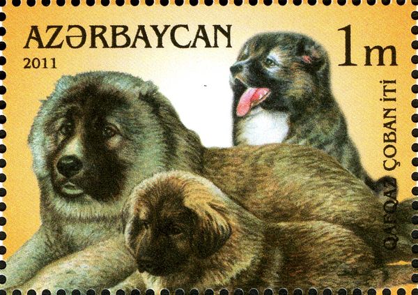 Caucasian Shepherd (Canis lupus familiaris)