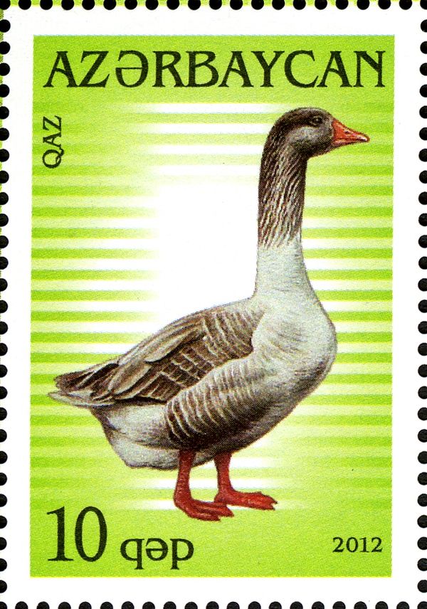 Domestic Goose (Anser anser domestica)