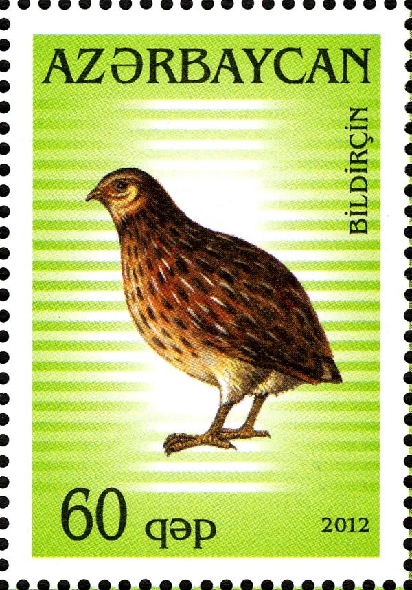 Gray Partridge (Perdix perdix)