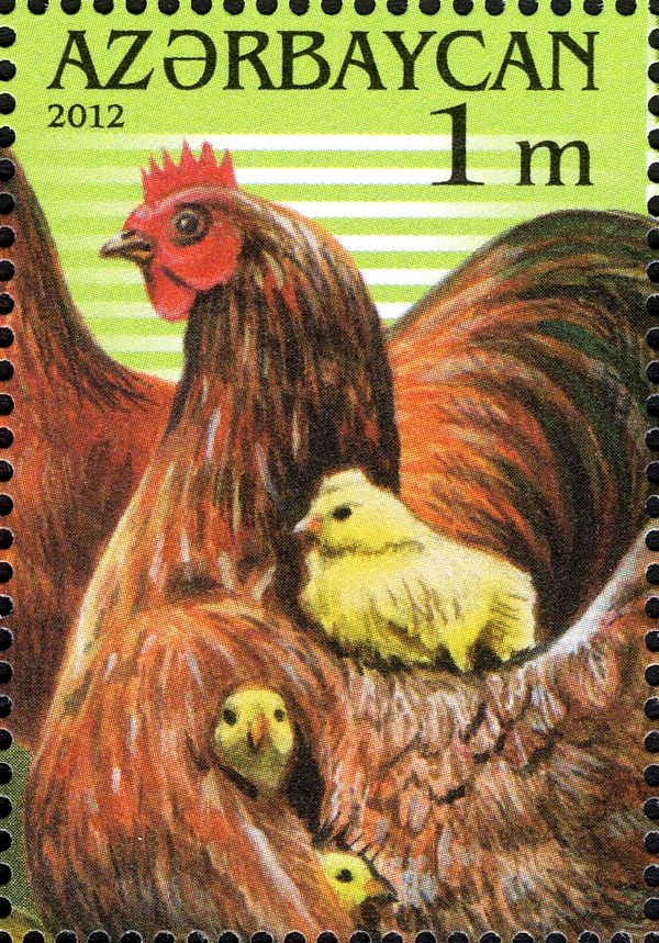 Hen with Chick (Gallus gallus domesticus)