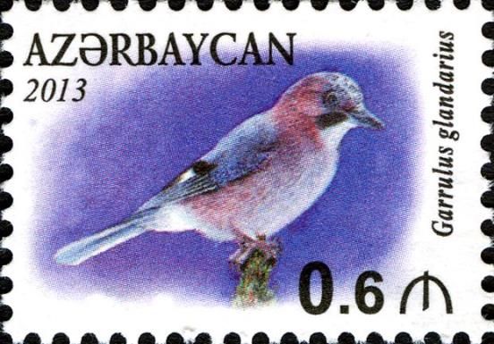 Eurasian Jay (Garrulus glandarius)