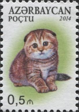 British Shorthair (Felis silvestris catus)