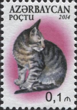 Maine Coon (Felis silvestris catus)