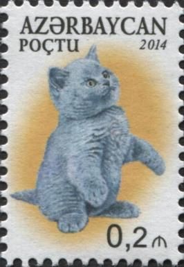 Scottish Fold (Felis silvestris catus)