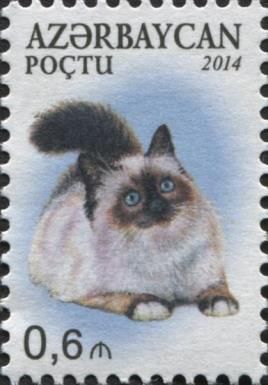 Burmese (Felis silvestris catus)