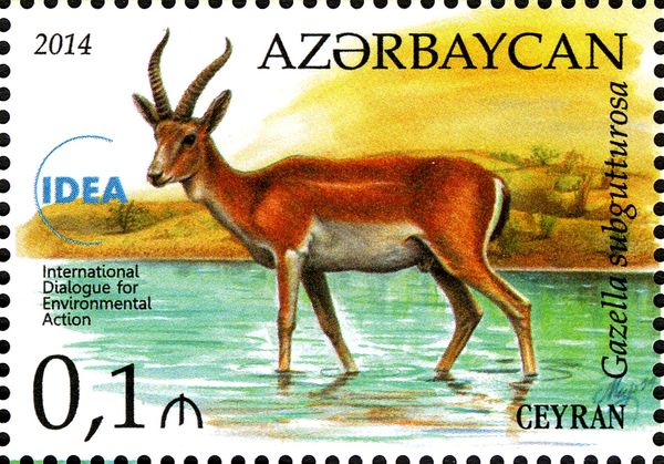Persian Gazelle (Gazella subgutturosa)