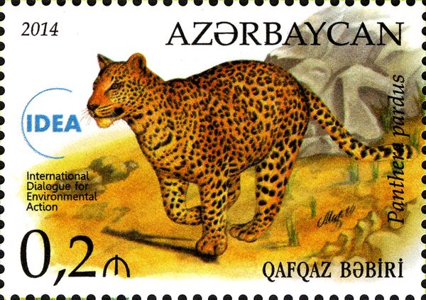 Leopard (Panthera pardus)