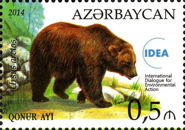 Brown Bear (Ursus arctos)