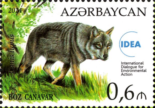 Wolf (Canis lupus)