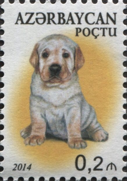 Labrador (Canis lupus familiaris)