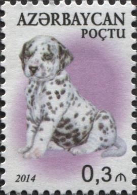 Dalmatian (Canis lupus familiaris)