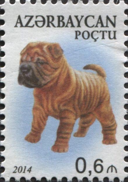 Shar Pei (Canis lupus familiaris)