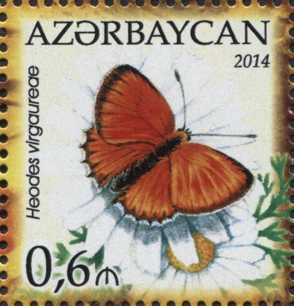 Scarce Copper (Heodes virgaureae), Marguerite