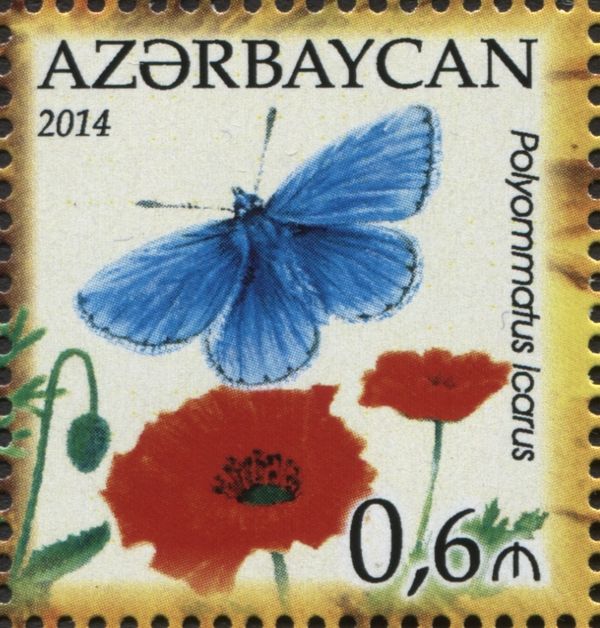 Common Blue (Polyommatus icarus), Corn Poppy