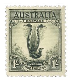 Lyre Bird (Menura novaehollandiae)