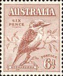 Kookaburra (Dacelo novaeguineae)