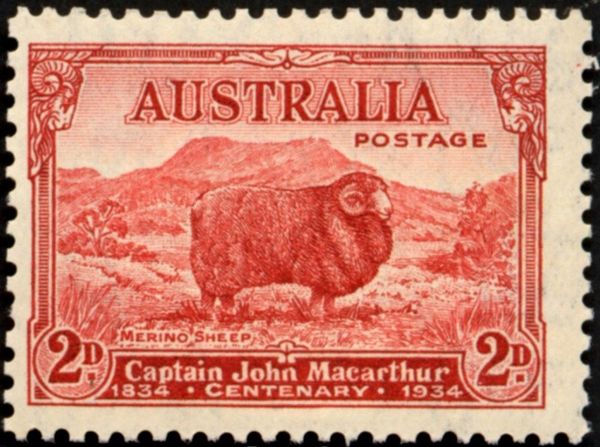Merino Sheep (Ovis ammon aries), Dark Hills