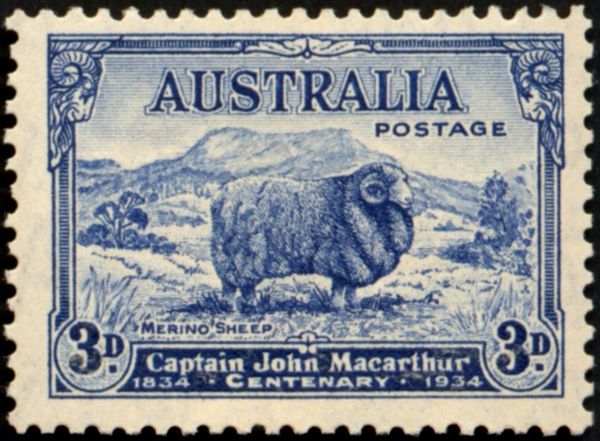Merino Sheep (Ovis ammon aries)