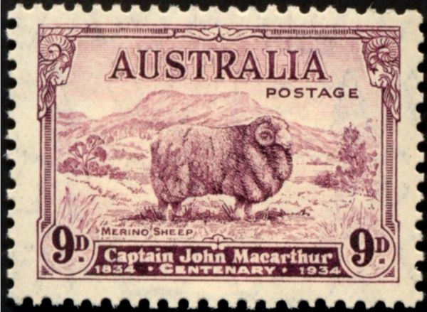 Merino Sheep (Ovis ammon aries)