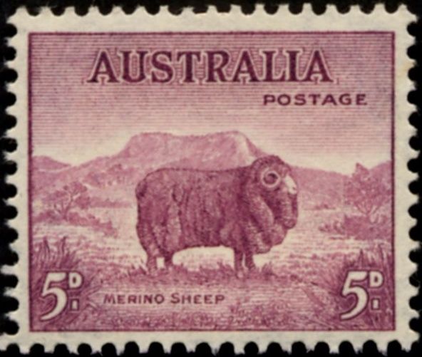 Merino Sheep (Ovis ammon aries)