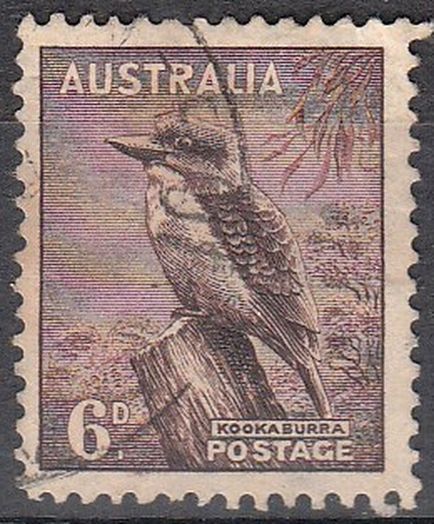 Kookaburra (Dacelo novaeguineae)
