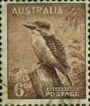 Kookaburra (Dacelo novaeguineae)