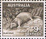 Platypus (Ornithorhynchus anatinus)