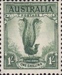 Lyre Bird (Menura novaehollandiae)