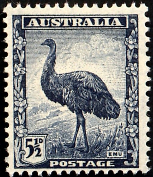 Emu (Dromaius novaehollandiae)