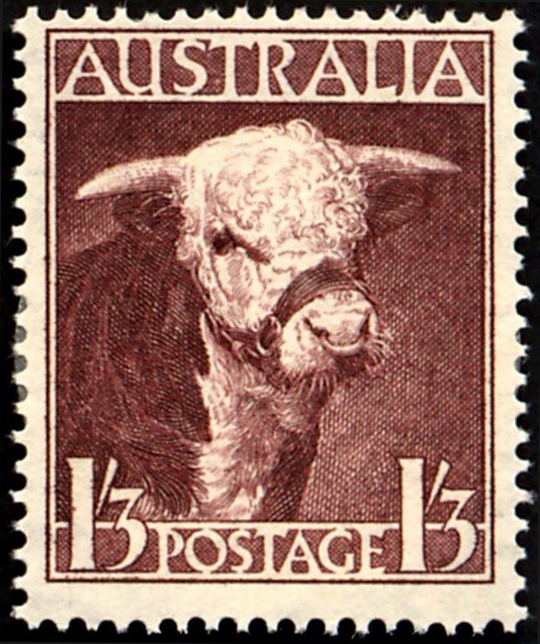 Hereford Cattle (Bos primigenius taurus)