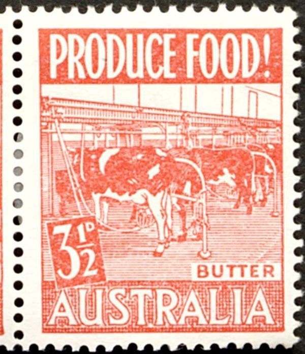 Cows (Bos primigenius taurus), Butter