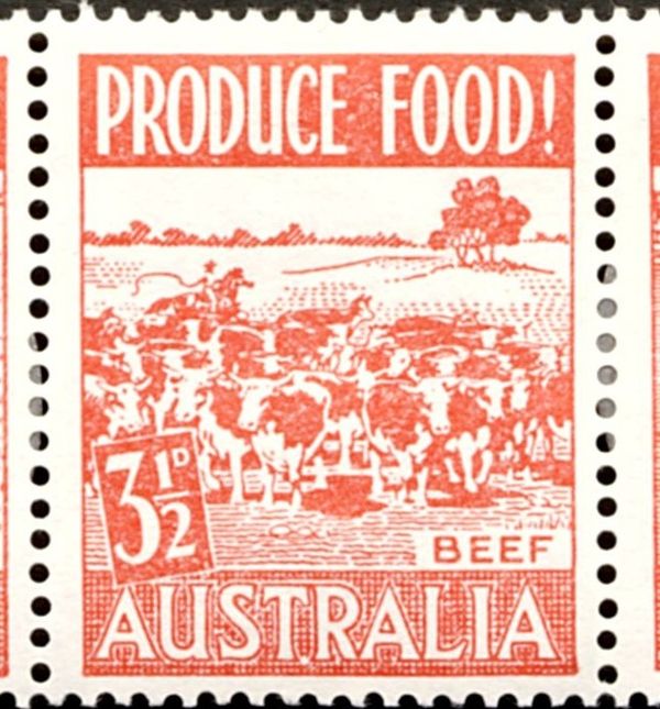 Cows (Bos primigenius taurus), Beef