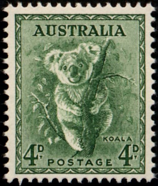 Koala (Phascolarctos cinereus)