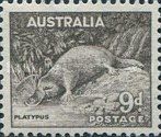 Platypus (Ornithorhynchus anatinus)