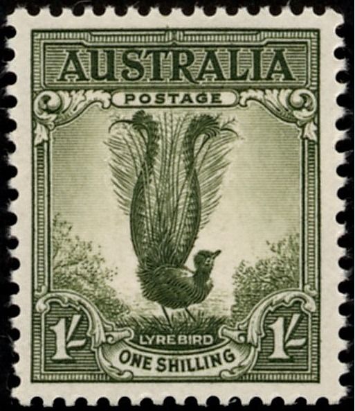 Lyre Bird (Menura novaehollandiae)