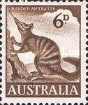 Numbat (Myrmecobius fasciatus)