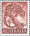 Spotted-tailed Quoll (Dasyurus maculatus)