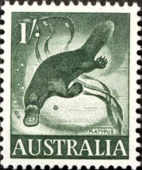 Duck-billed Platypus (Ornithorhynchus anatinus)