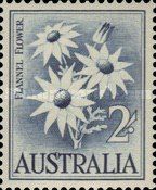 Flannel Flower