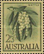 Wattle (Acacia pycnantha)