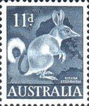 Greater Bilby (Macrotis lagotis)