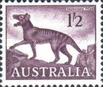 Thylacine (Thylacinus cyanocephalus)
